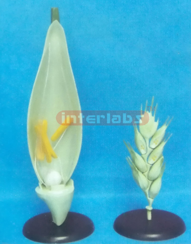 A MODEL OF THE WHEAT FLOWER (A TYPE)